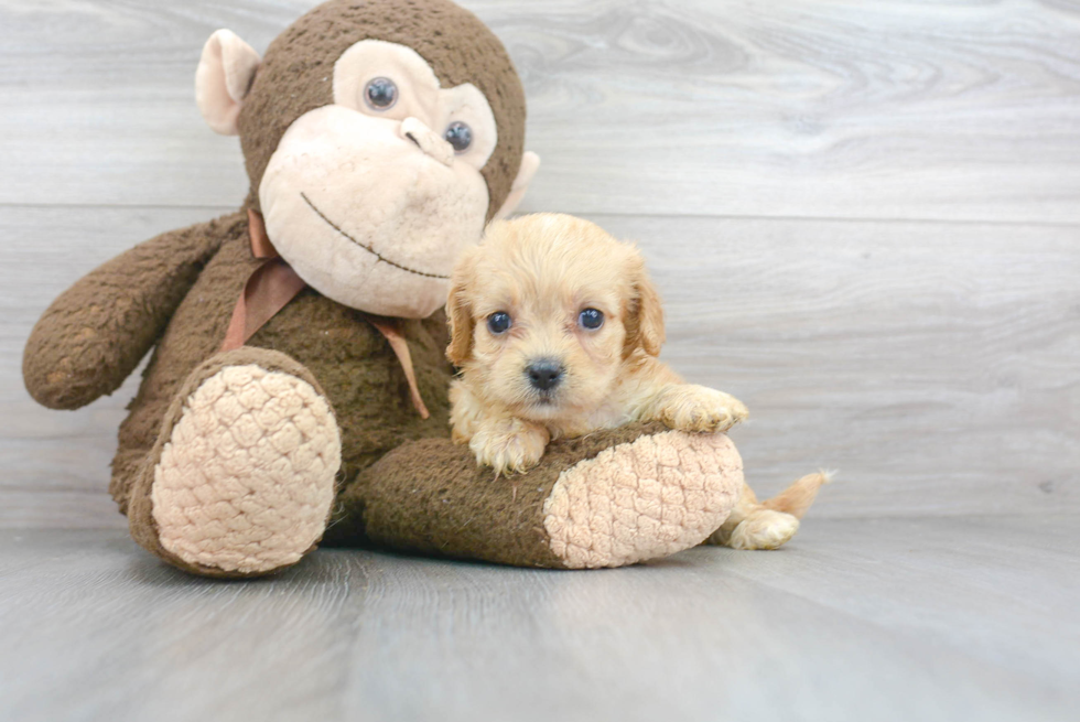 Cavachon Pup Being Cute