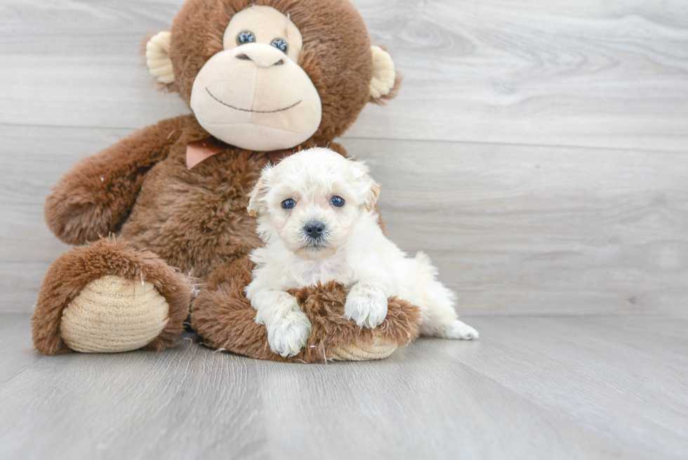 Playful Bichpoo Poodle Mix Puppy