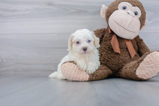 Sweet Poochon Baby