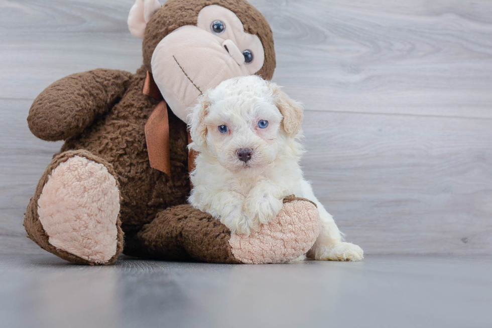 Poochon Puppy for Adoption