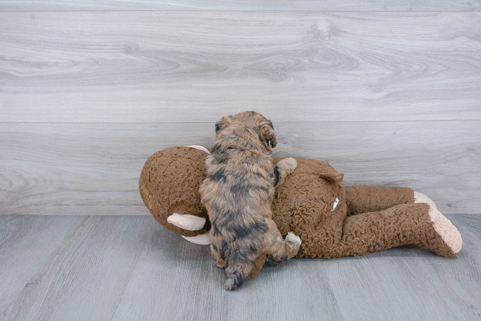 Energetic Bichpoo Poodle Mix Puppy