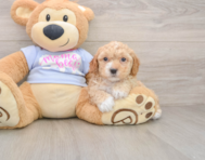 5 week old Poochon Puppy For Sale - Premier Pups
