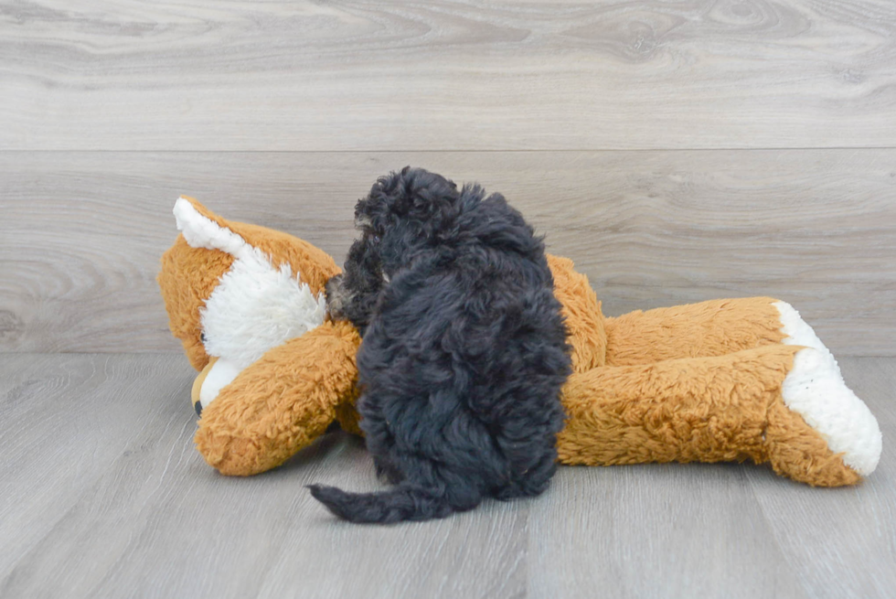 Cute Poochon Poodle Mix Pup