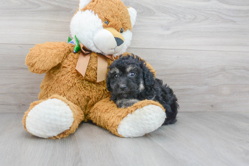 Cute Poochon Baby
