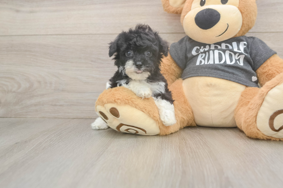 6 week old Poochon Puppy For Sale - Premier Pups