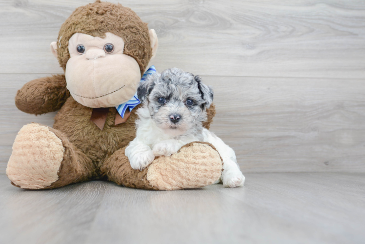 Poochon Pup Being Cute