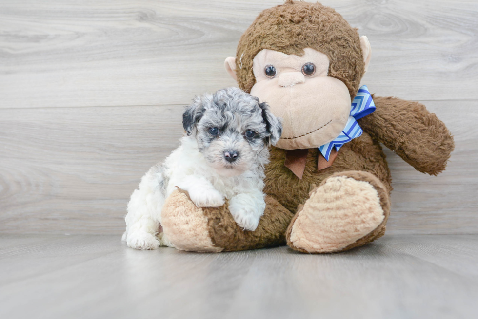 Adorable Bichpoo Poodle Mix Puppy