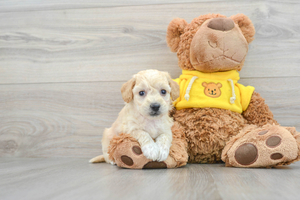 Energetic Bichpoo Poodle Mix Puppy