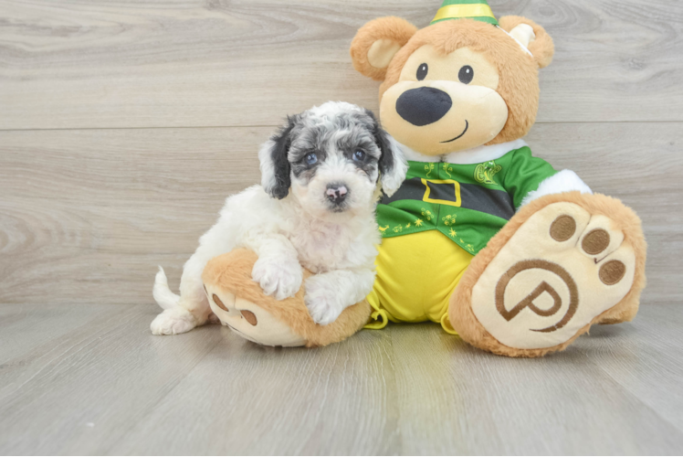 Smart Poochon Poodle Mix Pup