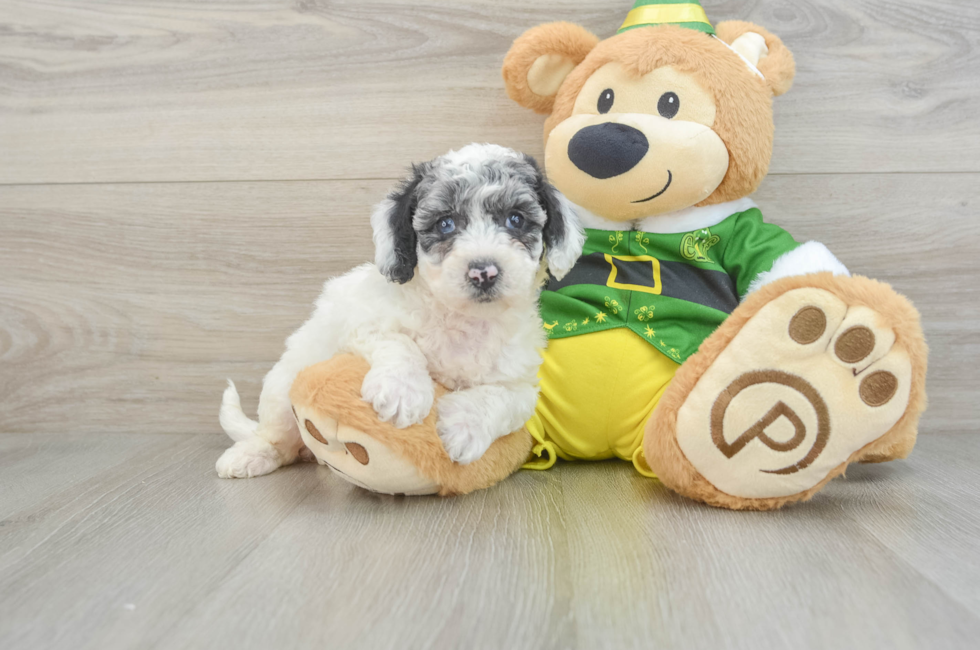 6 week old Poochon Puppy For Sale - Premier Pups