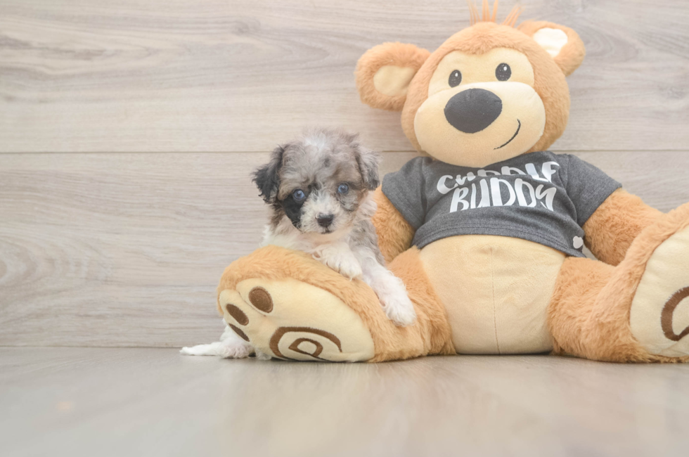 7 week old Poochon Puppy For Sale - Premier Pups