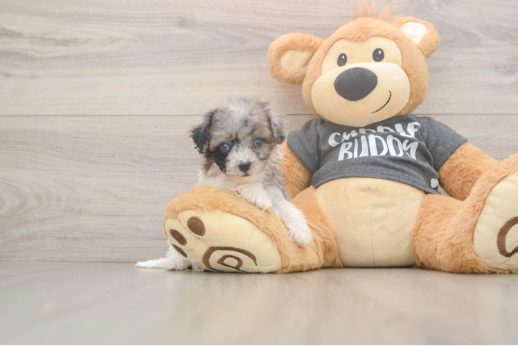 Meet Starlite - our Poochon Puppy Photo  1/3 - Premier Pups Happy Poochon Baby