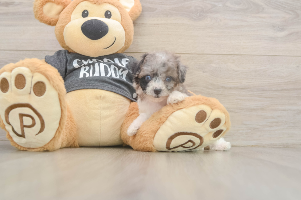 6 week old Poochon Puppy For Sale - Premier Pups