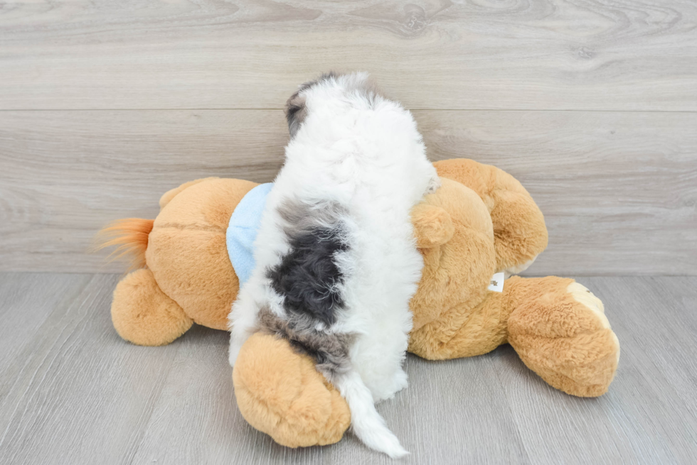 Little Bichpoo Poodle Mix Puppy