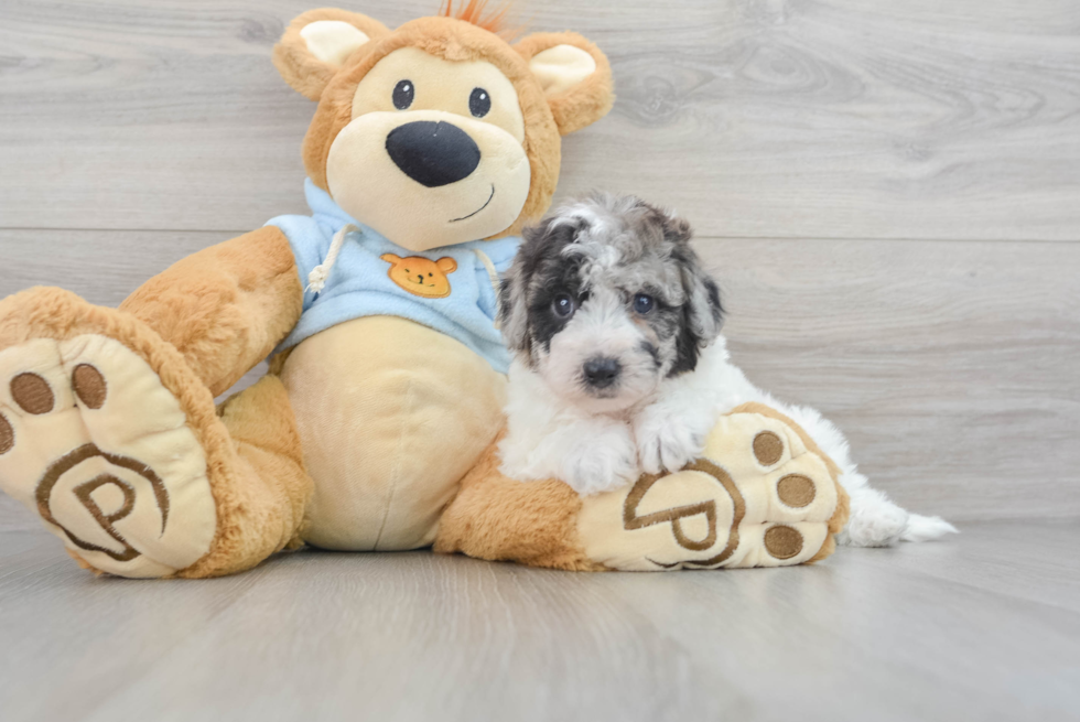 Poochon Pup Being Cute