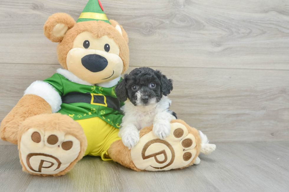 6 week old Poochon Puppy For Sale - Premier Pups