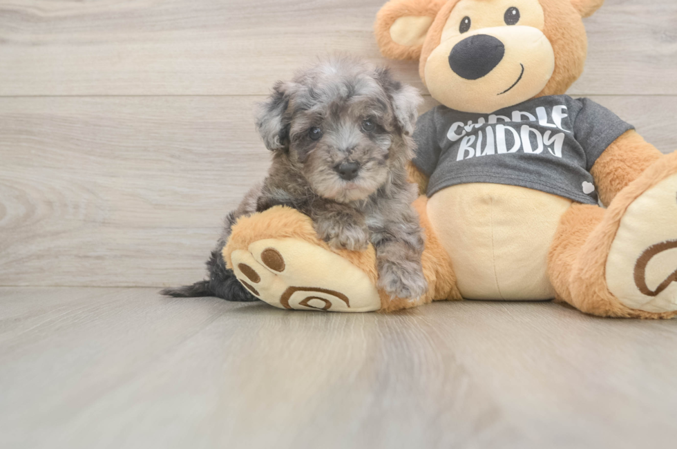 6 week old Poochon Puppy For Sale - Premier Pups