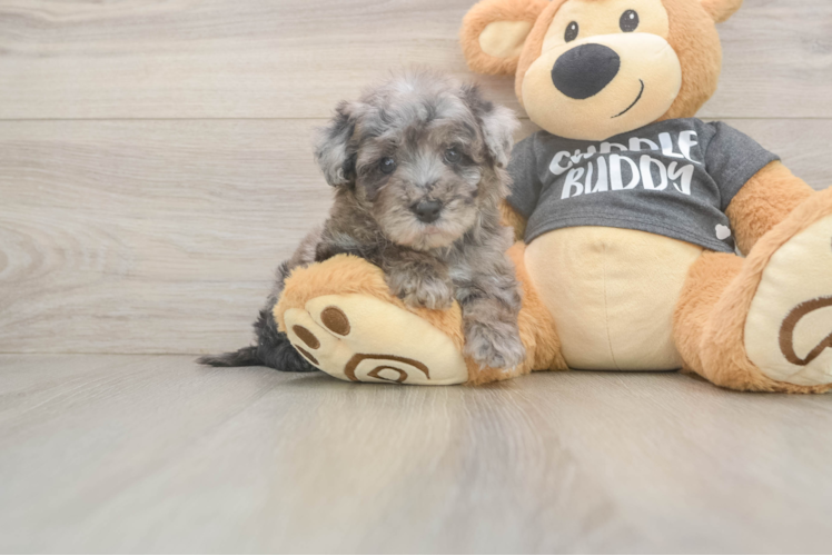 Meet Stefano - our Poochon Puppy Photo  1/3 - Premier Pups Poochon Puppy for Adoption