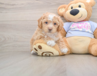 5 week old Poochon Puppy For Sale - Premier Pups