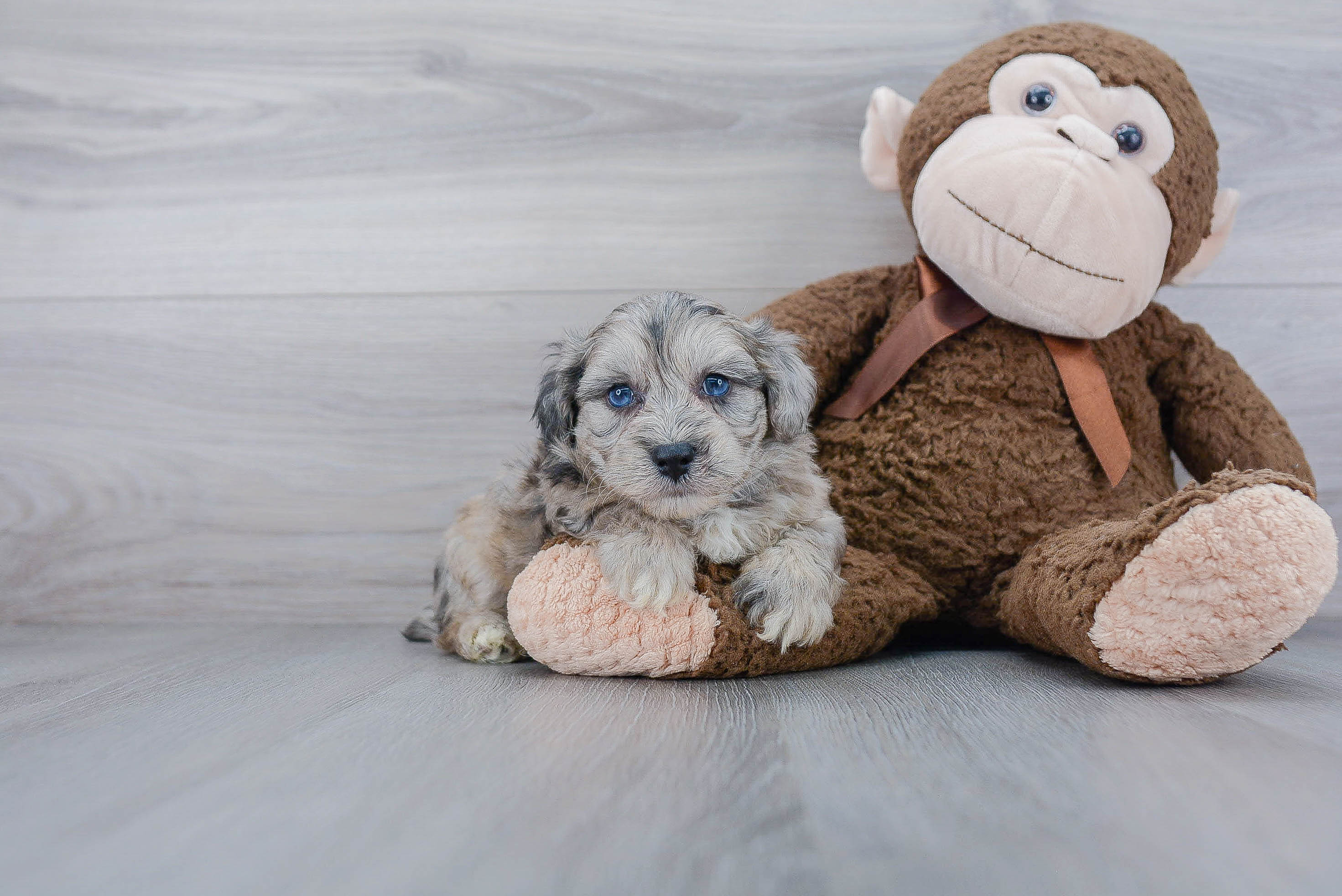 Hypoallergenic Bichpoo Poodle Mix Puppy