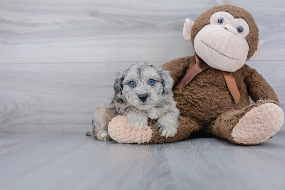 Hypoallergenic Bichpoo Poodle Mix Puppy