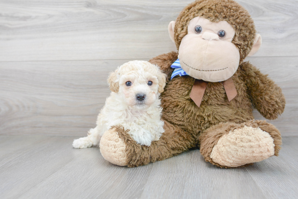 Cute Bichpoo Poodle Mix Puppy