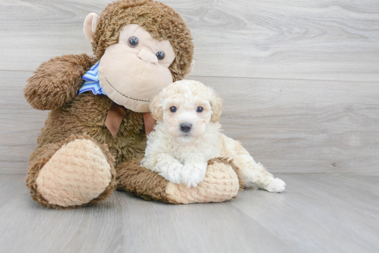 Cute Poochon Poodle Mix Pup