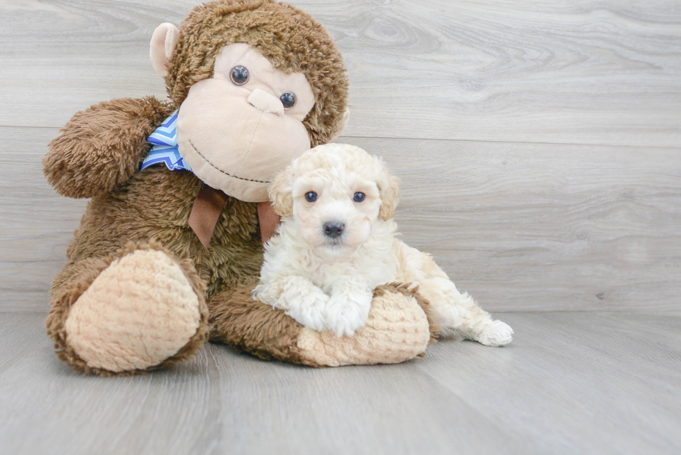 Cute Poochon Poodle Mix Pup