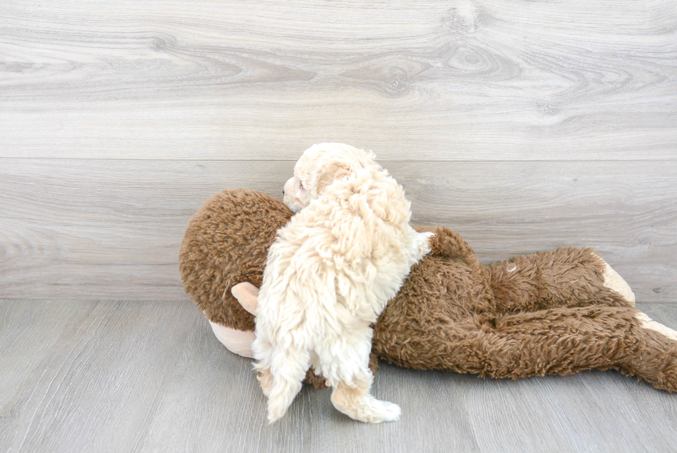 Cute Bichpoo Poodle Mix Puppy