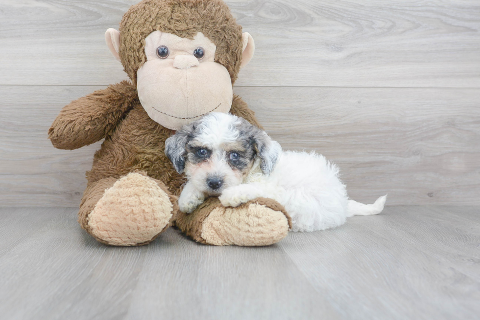 Poochon Puppy for Adoption