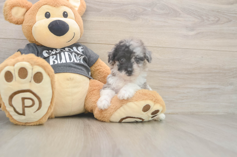 6 week old Poochon Puppy For Sale - Premier Pups