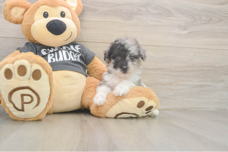 Meet Stitch - our Poochon Puppy Photo  1/3 - Premier Pups Poochon Pup Being Cute