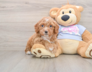 5 week old Poochon Puppy For Sale - Premier Pups