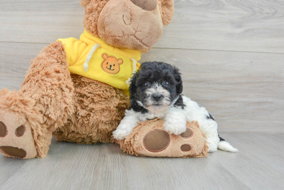 Friendly Poochon Baby