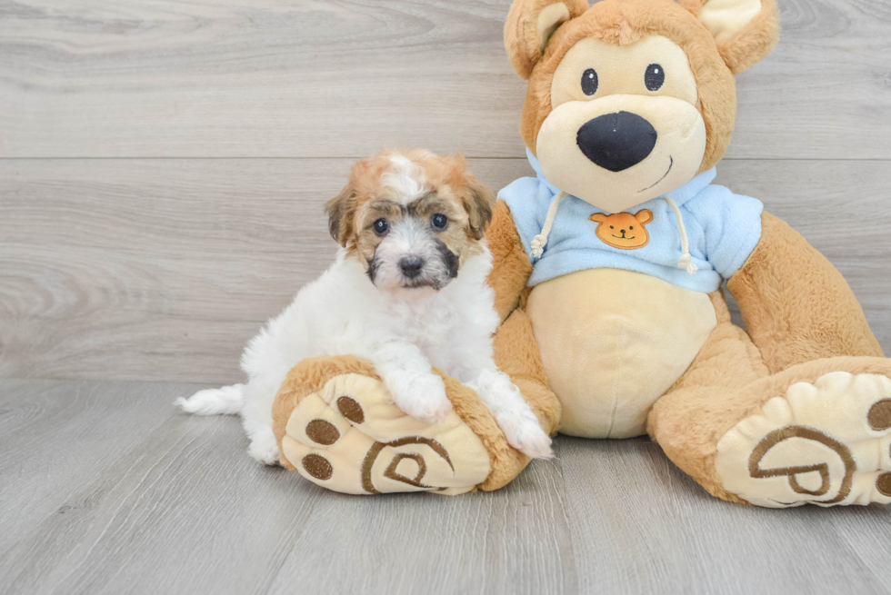 Petite Poochon Poodle Mix Pup