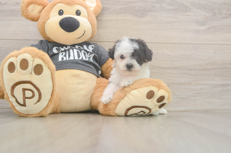 6 week old Poochon Puppy For Sale - Premier Pups