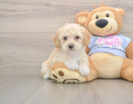6 week old Poochon Puppy For Sale - Premier Pups