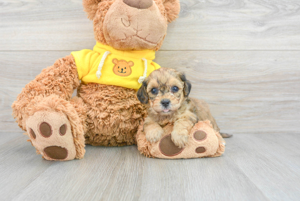 Friendly Poochon Baby