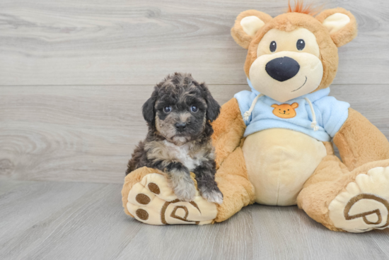 Funny Poochon Poodle Mix Pup