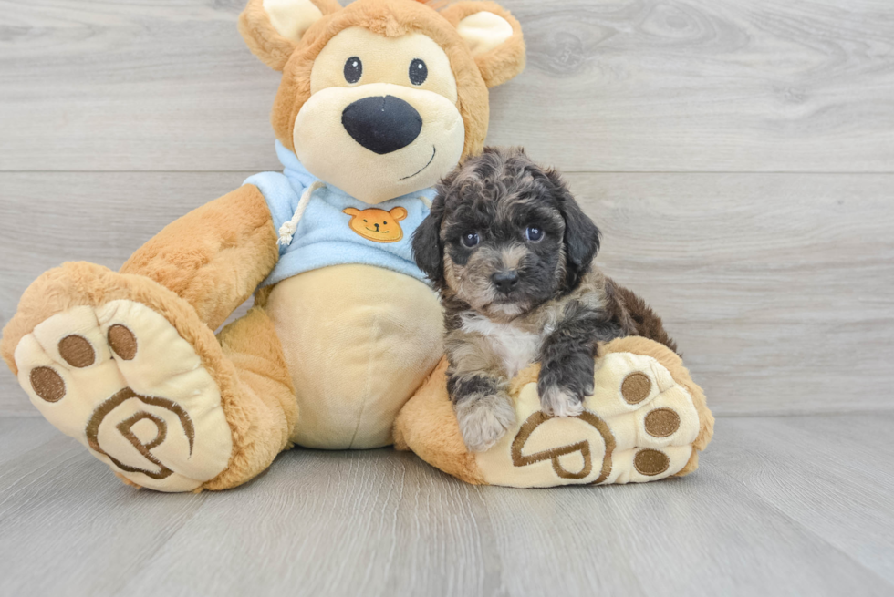 Popular Poochon Poodle Mix Pup