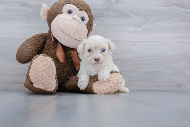 Petite Poochon Poodle Mix Pup