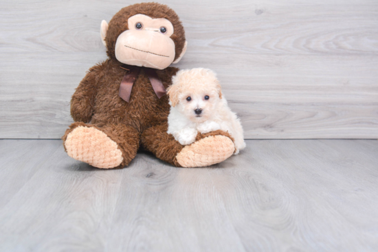 Adorable Bichpoo Poodle Mix Puppy