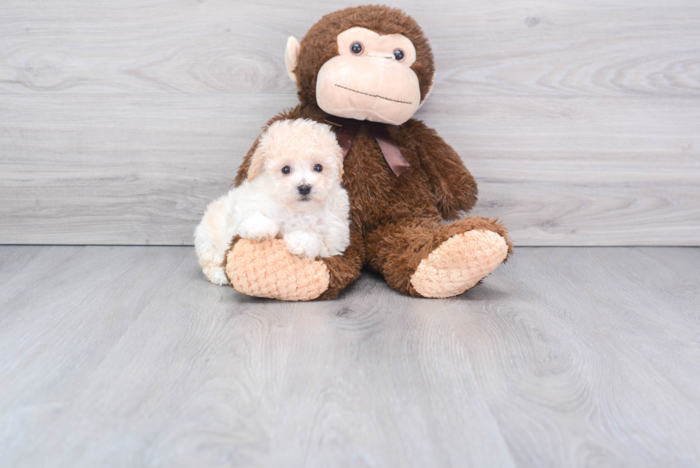 Funny Poochon Poodle Mix Pup