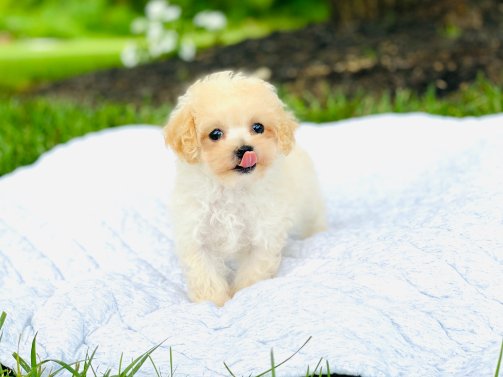 Poochon Pup Being Cute