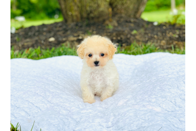 Smart Poochon Poodle Mix Pup