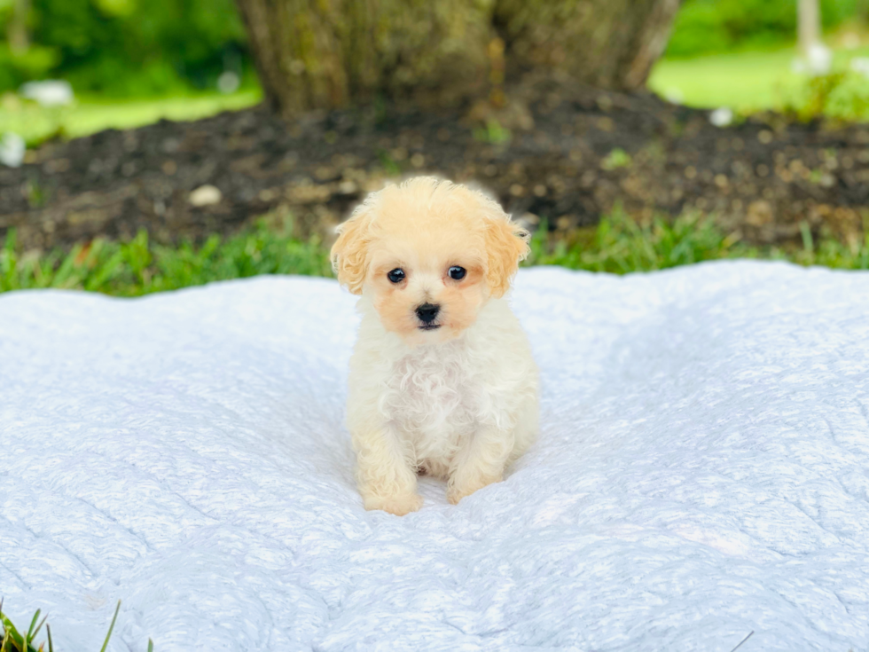 Smart Poochon Poodle Mix Pup