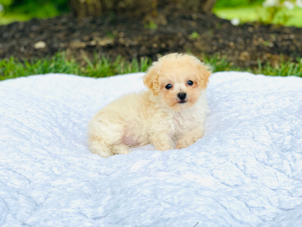 Best Poochon Baby