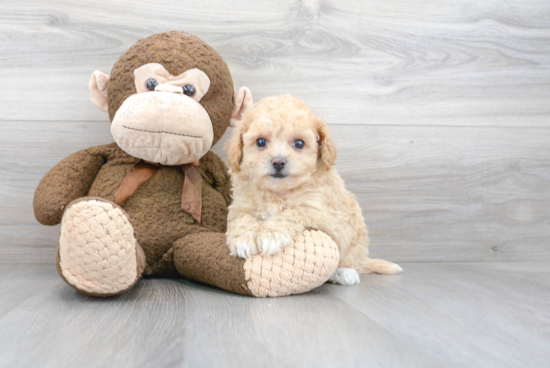 Playful Bichpoo Poodle Mix Puppy