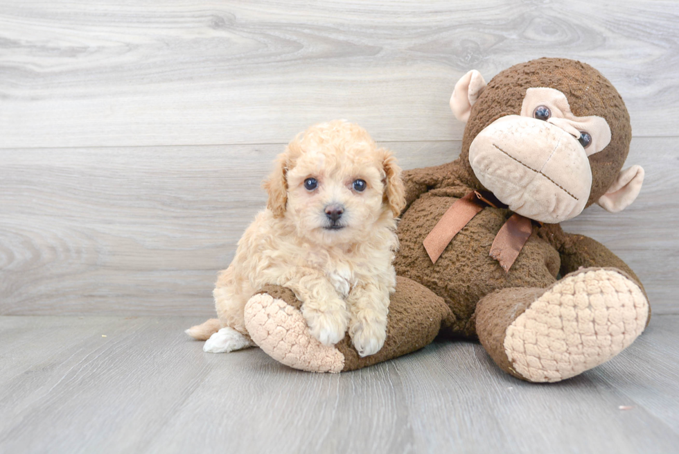 Adorable Bichpoo Poodle Mix Puppy