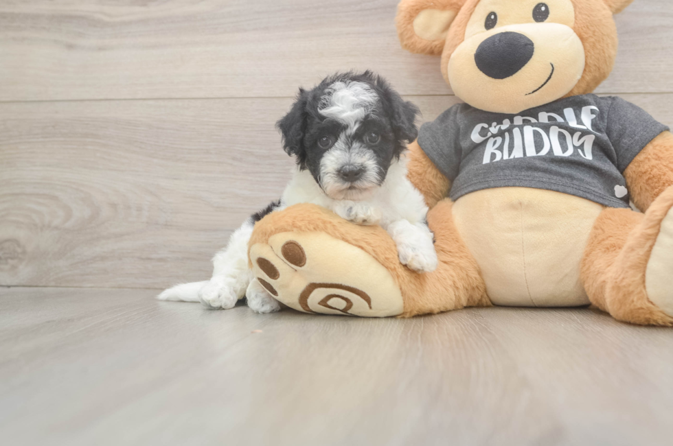 6 week old Poochon Puppy For Sale - Premier Pups